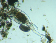 fig.08 �c�m�����V