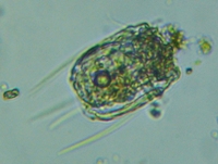 fig.11 �n�l�E�f�����V