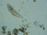 fig.12 �c���i�K�l�Y�~�����V