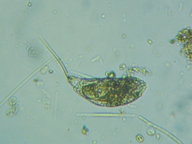 fig.13 �l�Y�~�����V