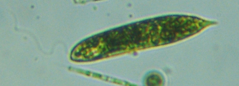 fig.02 ���v���̃~�h�����V
Euglena��