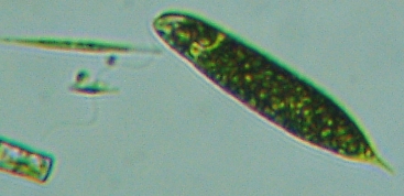 fig.03 ���v���̃~�h�����V
Euglena��