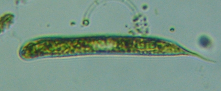fig.04 ���v���̃~�h�����V
Euglena��