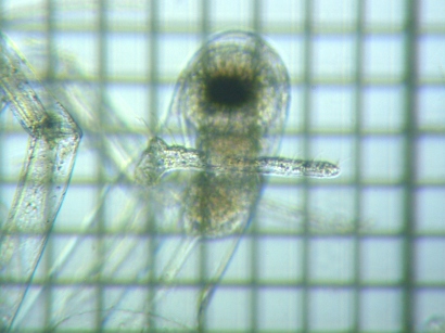 fig.02 �m���i�I�X���jLeptodora kindtii