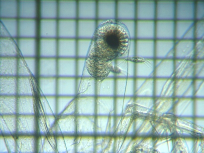 fig.04 �m���i���X���jLeptodora kindtii