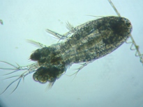 fig.01 �P���~�W���R