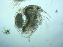 fig.02 �]�E�~�W���R