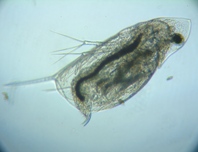 fig.04 �n���i�K�~�W���R�i�ۓ��j