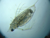 fig.05 �n���i�K�~�W���R�i�듪�j