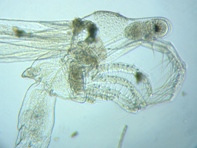 fig.06 �m���i�����j