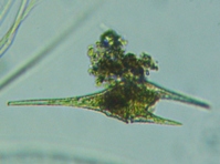 fig.07 �c�m�I�r���V��