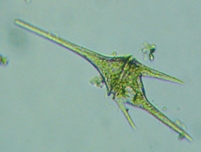 fig.08 �c�m�I�r���V��