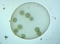 fig.09 �{���{�b�N�X