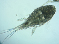 fig.01 �P���~�W���R