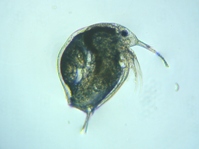 fig.02 �]�E�~�W���R