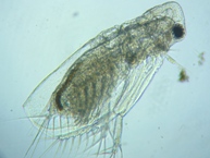 fig.03 �I�i�K�~�W���R