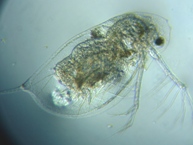 fig.04 �n���i�K�~�W���R�i�ۓ��j