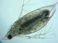 fig.05 �n���i�K�~�W���R�i�듪�j