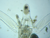 fig.06 �m���i�����j