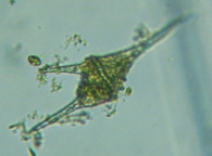 fig.07 �c�m�I�r���V��