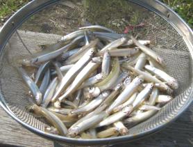 �s�苴���r���{�[�g��