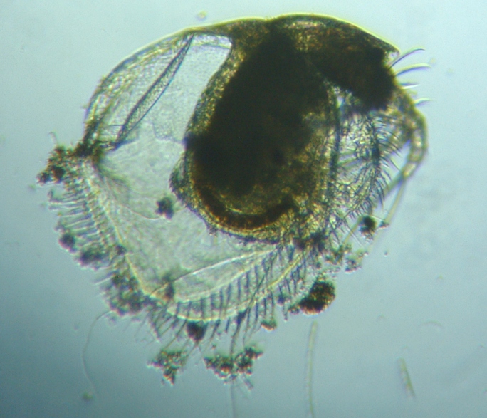 fig.01 ���v���̃t�g�I�P�u�J�~�W���R
llyocryptus sordidus�iLIEVIN,1848�j