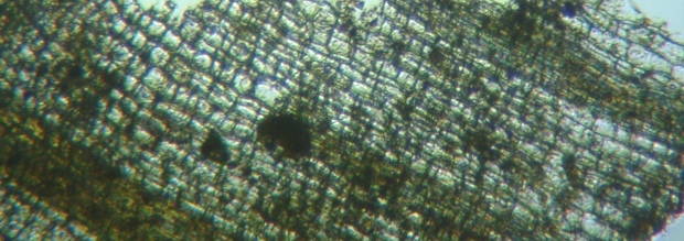 fig.03 �𐅐A���̐��v���t�i�����j