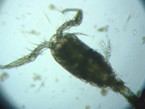 fig.01 �P���~�W���R