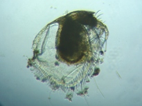 fig.02 �t�g�I�P�u�J�~�W���R