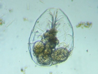 fig.03 �t�N�������V