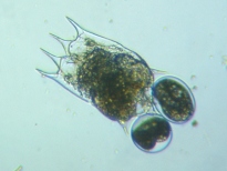 fig.04 �c�{�����V