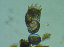 fig.05 �c�{�����V���̈��