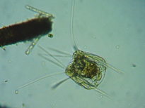 fig.06 �n�l�E�f�����V