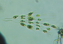 fig.07 �T���c�i�M��