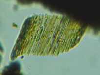 fig.08 �N�T���P�C�\�E�i�k�j