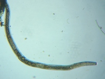 fig.09 �Z���`���E�̈��
Nematoda