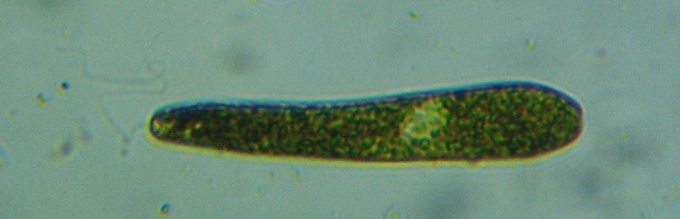 fig.10 �~�h�����V
�ʐ^�����ɕږт�������