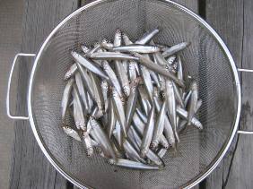 ��א���{�[�g��