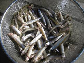 ���J�c����{�[�g��