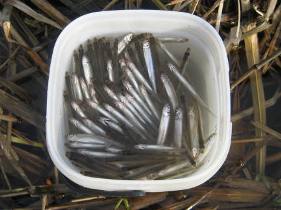 ���J�c��ݒނ�