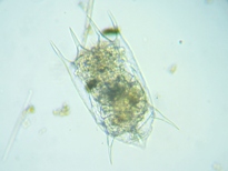 fig.02 �c�{�����V