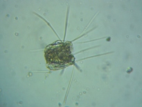 fig.03 �n�l�E�f�����V