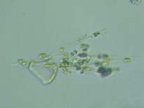 fig.04 �T���c�i�M��