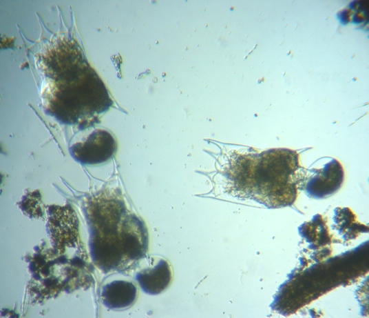 fig.01 �c�{�����V