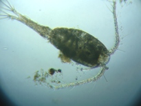 fig.01 �P���~�W���R