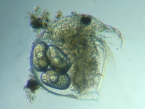 fig.02 �]�E�~�W���R