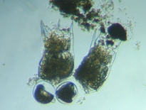 fig.03 �c�{�����V