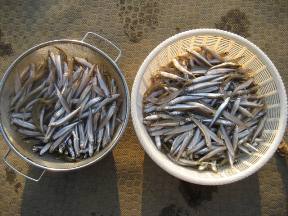 ��א���{�[�g��