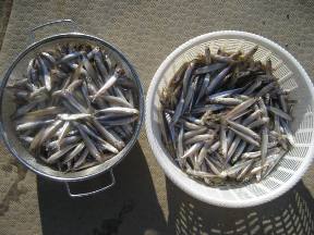 ��א���{�[�g��