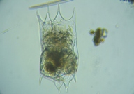 fig.01 �c�{�����V